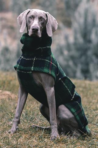 Asky&Erd Chicago Vest - Green Plaid Köpek Yeleği