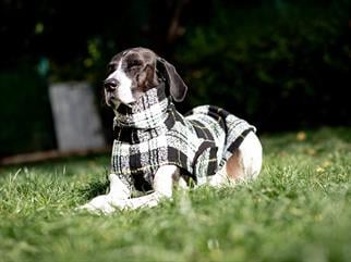 Asky&Erd Chicago Vest - White Plaid Köpek Yeleği