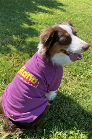 Asky&Erd Dream City Collection - Milano Köpek Sweatshirtü