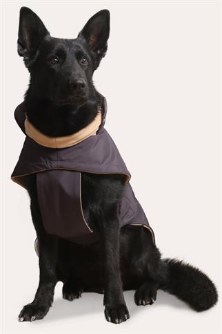 Asky&Erd Extreme Wheater Coat I Anchor Grey Köpek Montu