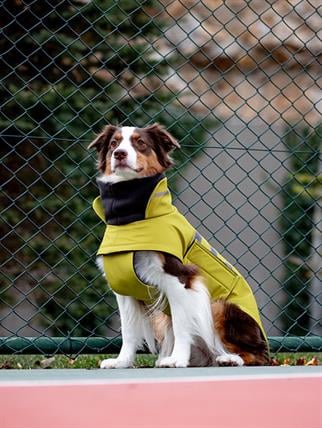 Asky&Erd Extreme Wheater Coat I Olive Köpek Montu
