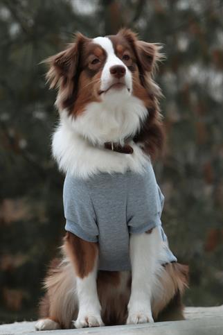 Asky&Erd Köpek Blessed  Signature Sweatshirt