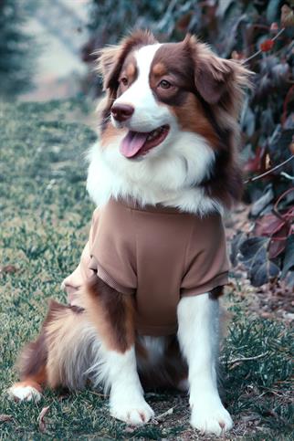 Asky&Erd Köpek Signature Sweatshirt A