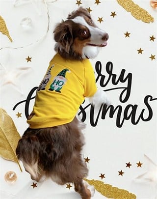Asky&Erd Signature Köpek Sweatshirt - Ho Ho!! - Sunshine Yellow