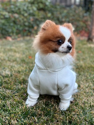 Asky&Erd Woofmas Collection | Merry Everything