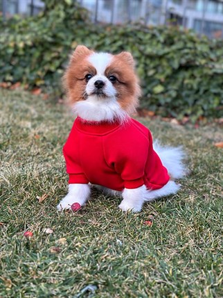 Asky&Erd Woofmas Collection | Woofmas Spirit