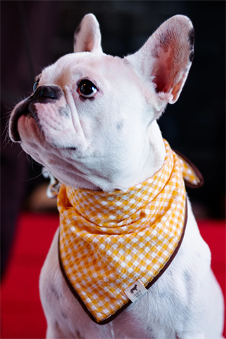 Asky&Erd Yellow Plaid