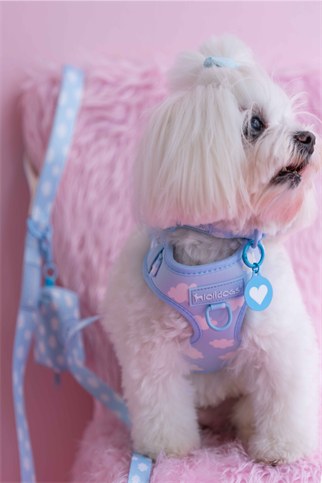 Lolidogs Köpek Göğüs Tasması ve Kayış Seti | Cloud