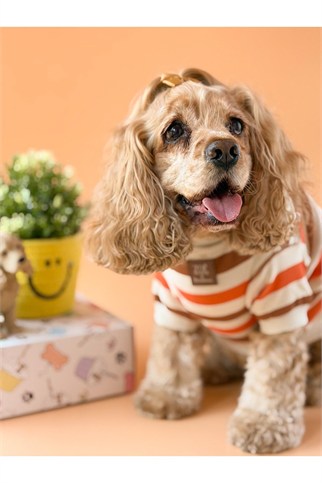 Zoë Pet Atelier × Lolidogs Basic Stripe Köpek Kıyafeti