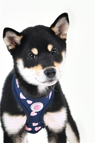 Pinkaholic New York Loveday Harness A Göğüs Tasması Lacivert