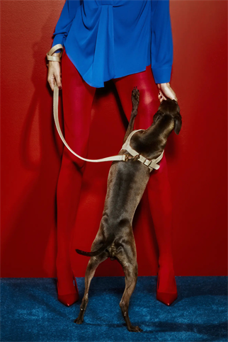 Royale Byssus Köpek Göğüs Tasması