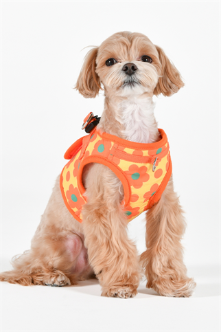 Bacopas Harness B Köpek Göğüs Tasması Turuncu  