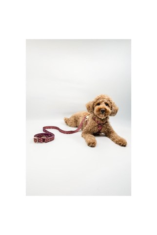 Lupinus Atelier Flexus Cerasus x Chintamani Köpek Gezdirme Kayışı