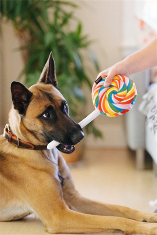 Play San Francisco Lollipup Köpek Oyuncağı