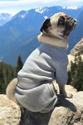 ZiggyDog Açık Gri Eşofman Takımı