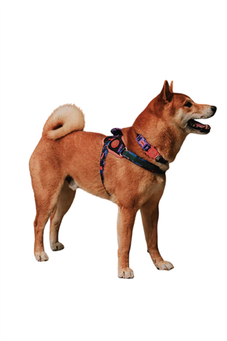 Zee.Dog Reebok x Zee.Dog Court FlyHarness Köpek Göğüs Tasması