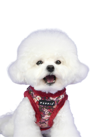 Puppia Gianni Şarap Kırmızısı Köpek Göğüs Tasması