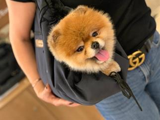 BCBC Çift Taraflı Köpek Taşıma Çantası & Yatağı Sheep Wool