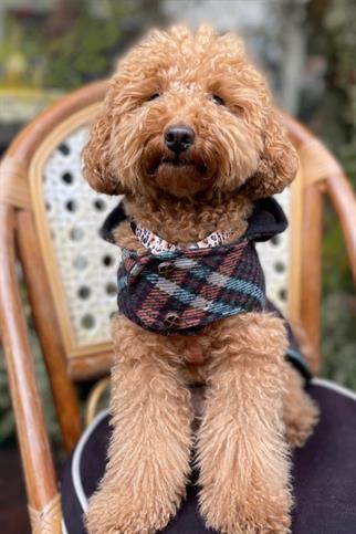 Bcbc Duffle Coat Hooded Dog Jacket Coffee-Blue