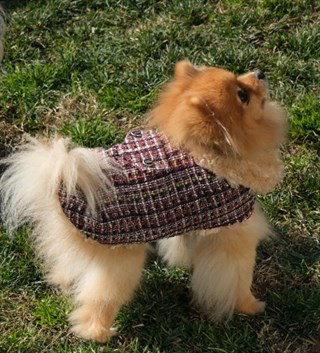 BCBC Gabriella Coat Mürdüm Köpek Ceket