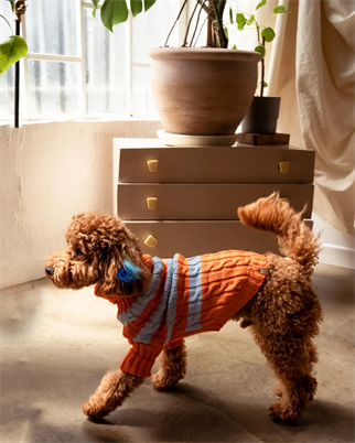 BCBC Liny Köpek Kazak