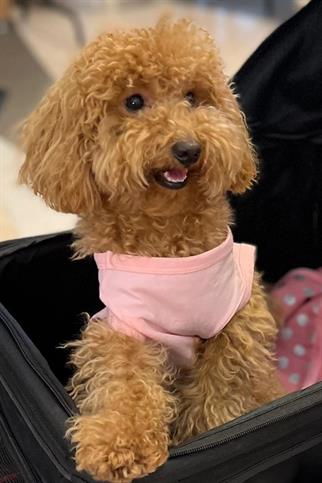 BCBC Single Köpek T-Shirt Pembe