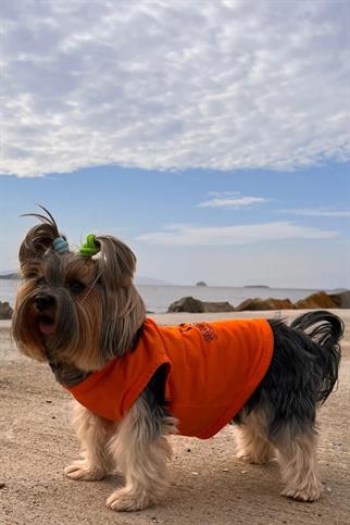 BCBC Single Köpek T-Shirt Turuncu