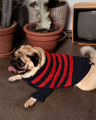 BCBC Speacy Köpek Kazak