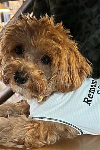 BCBC Star Köpek T-Shirt