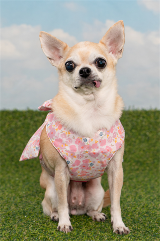 Pinkaholic New York Amabel Harness Köpek Göğüs Tasması Pembe 