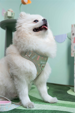  Lolidogs Köpek Göğüs Tasması ve Kayış Seti | Sprinkle