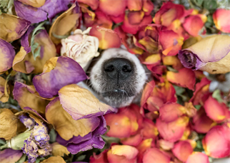 Botanivo Woodsy Floral Refreshing Natural Dog Cologne