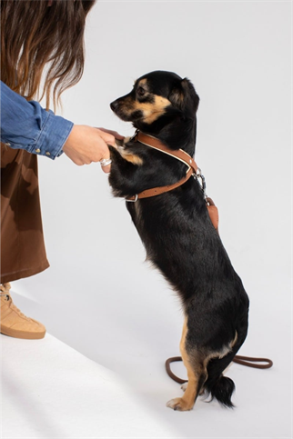 Zoe Pet Atelier New Cross Harness Köpek Göğüs Tasması Konyak ve Bej