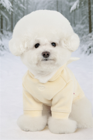 Pinkaholic Peliah Köpek Sweatshirtü Sarı 