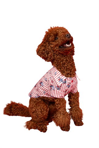 Goodboi Kırmızı Çizgili Poplin Kaptan Gömlek