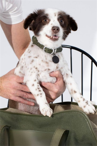 Loop Collar In Army Green 