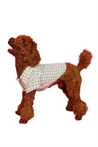 Goodboi Pötikareli Mint Gofre Gömlek