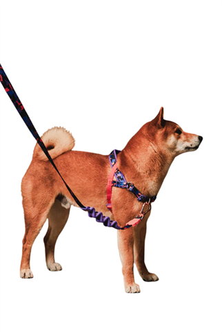 Zee.Dog Reebok x Zee.Dog Court Softer Walk Göğüs Tasması