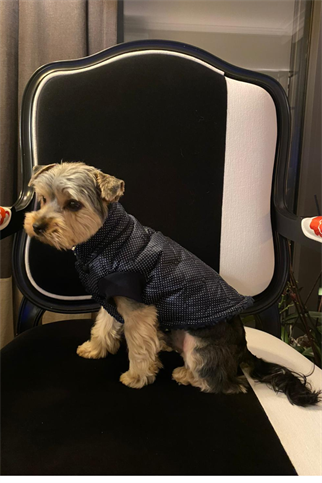 My Petit Paw Lacivert Puantiyeli Mont  