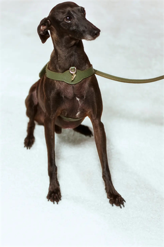 Royale Viridis Köpek Göğüs Tasması