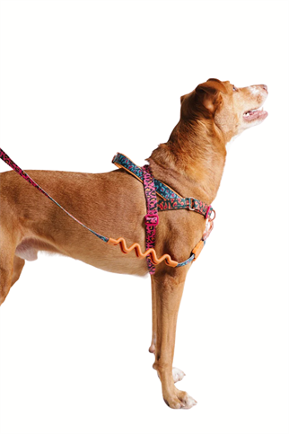 Zee.Dog Selva Softer Walk Köpek Göğüs Tasması - FARM Rio