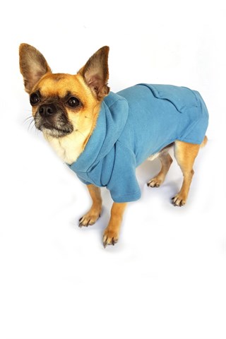 Chili Winner Dog Sweatshirt