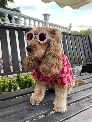 Çiçek Şekilli Köpek Güneş Gözlüğü Gül Kurusu