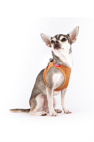 CURLI APPLE LEATHER HARNESS BROWN