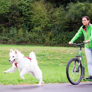 Curli Ultra Sağlam Cep Gezdirme Tasması Gri