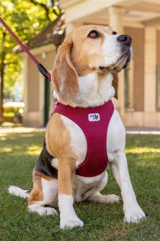 Curli Vest Breast Bowl Clasp Air Mesh Red