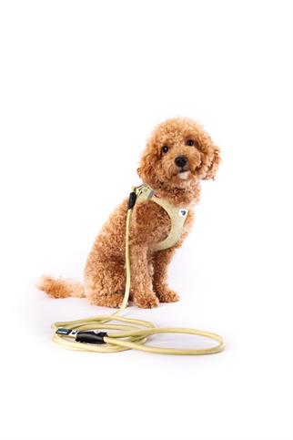 Curli Vest Göğüs Tasması Special Edition 2024 Clasp Air Mesh Guacamole