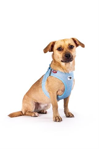 Curli Vest Göğüs Tasması Special Edition 2024 Clasp Air Mesh Airblue