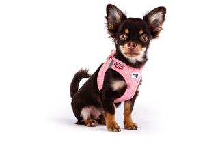 Curli Vest Göğüs Tasması Special Edition 2024 Clasp Air Mesh Fondant Pink