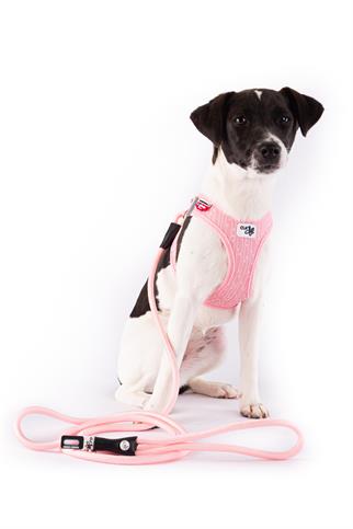 Curli Vest Göğüs Tasması Special Edition 2024 Clasp Air Mesh Fondant Pink